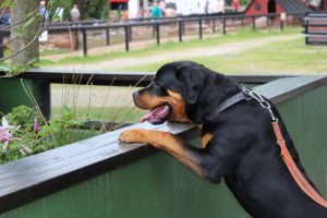 IMG_7027